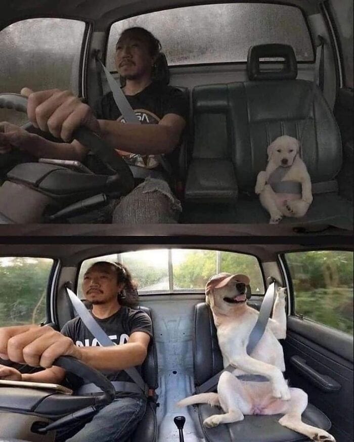 wholesome meme